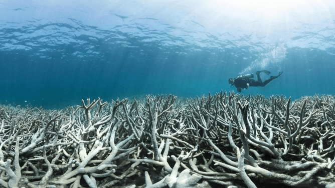 corales-muertos% - Los arrecifes de coral agonizan